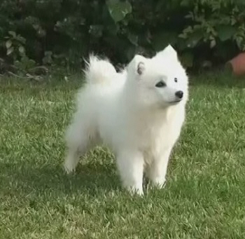 japanese spitz puppies for sale